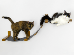 cat hammock