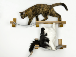 cat shelve