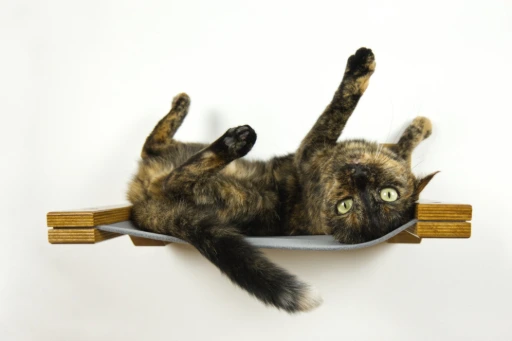 cat hammock