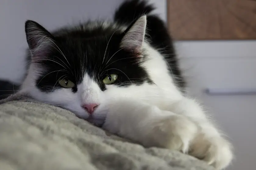 happy cat