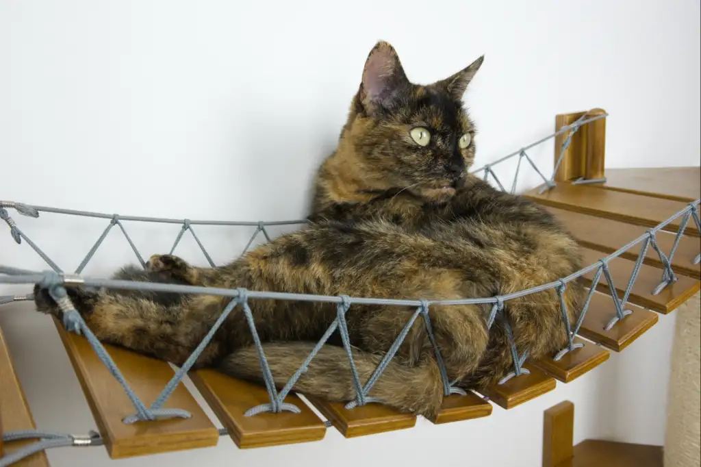 cat bridge