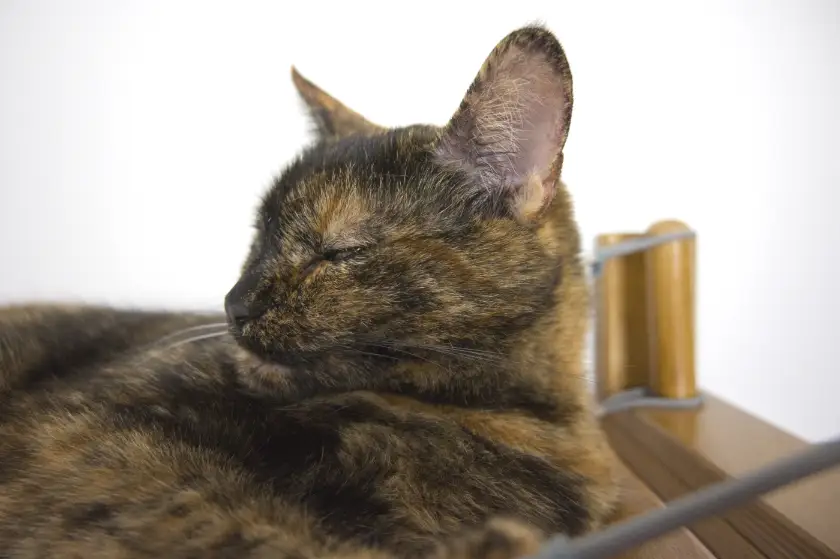 cat bed