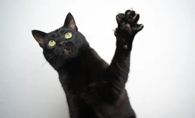 black cat