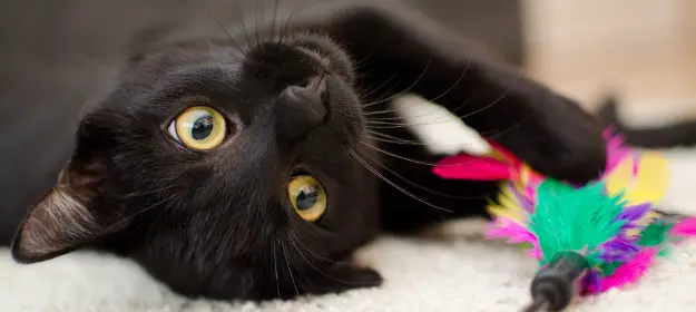 playful cat
