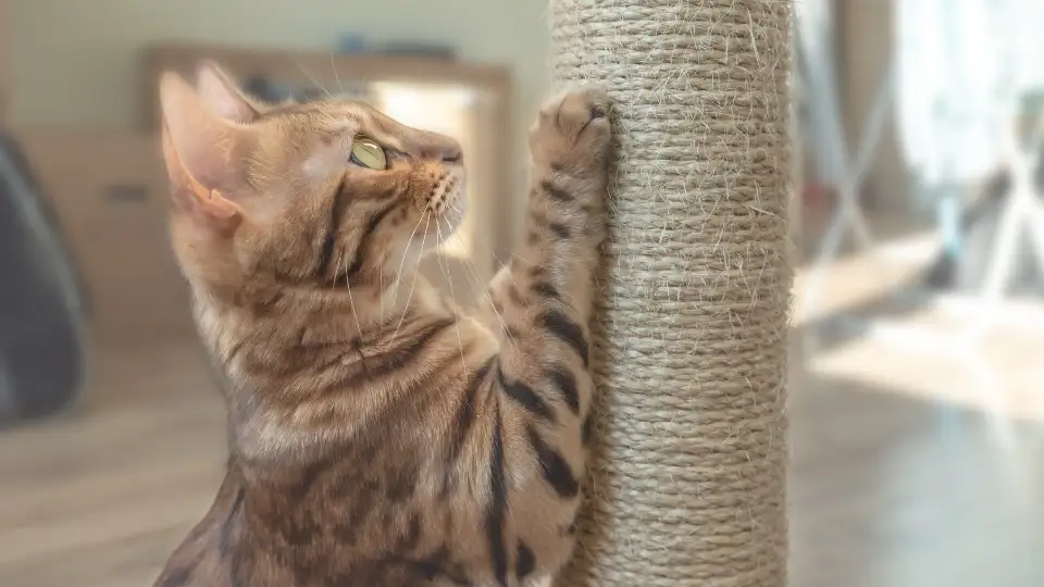 cat scrathing post