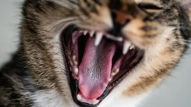 RABIES