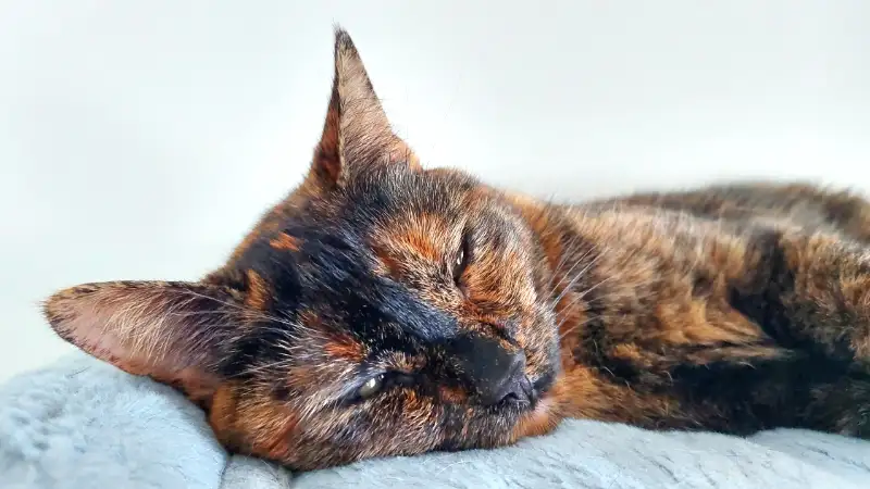 Purring