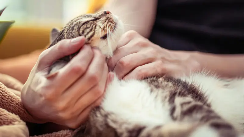 cuddling