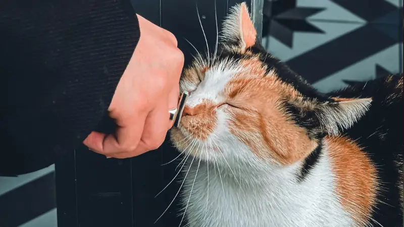 Rubbing against the owner