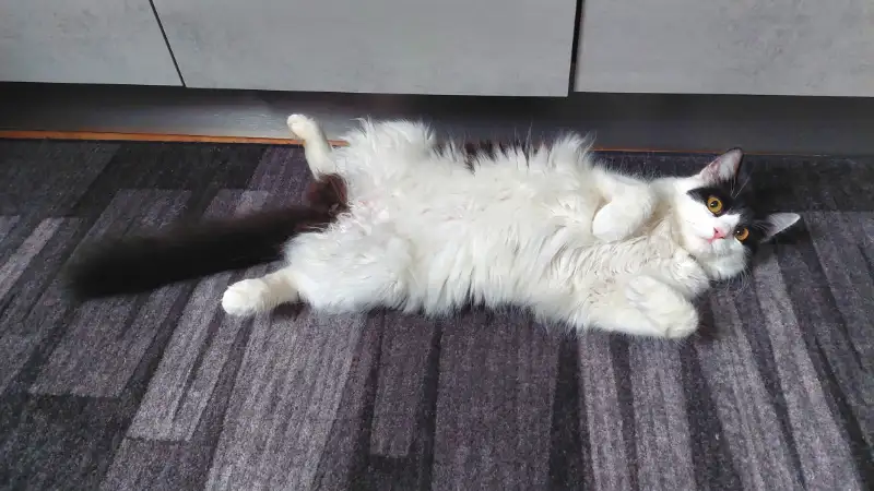 Lying on its back